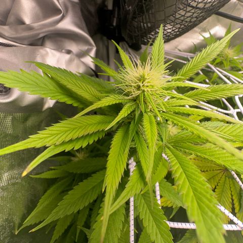 Blue Dream growlog timeline photo