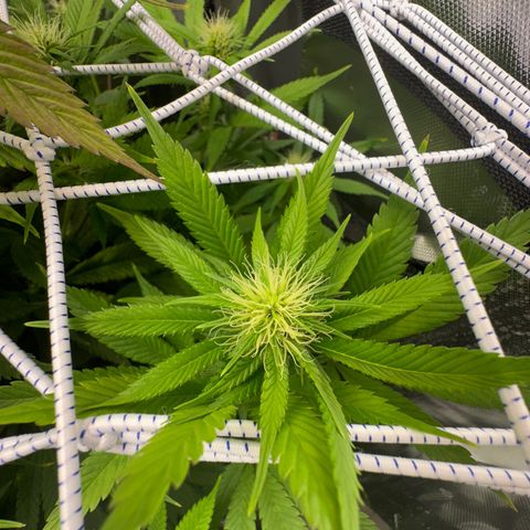 Blue Dream growlog timeline photo