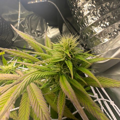 Blue Dream growlog timeline photo
