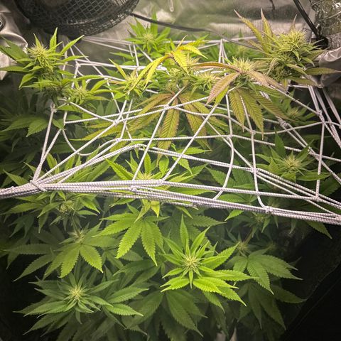 Blue Dream growlog timeline photo