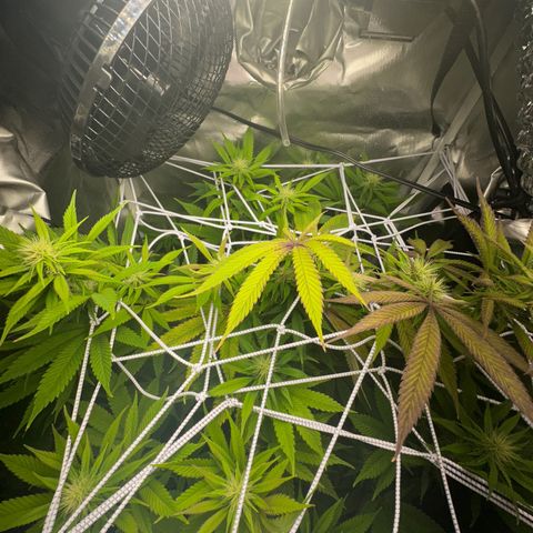 Blue Dream growlog timeline photo