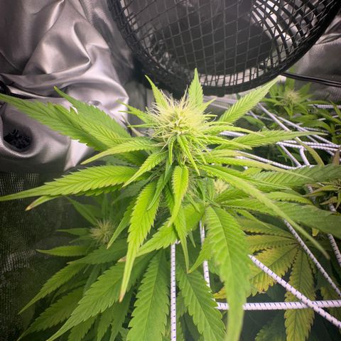 Blue Dream growlog timeline photo