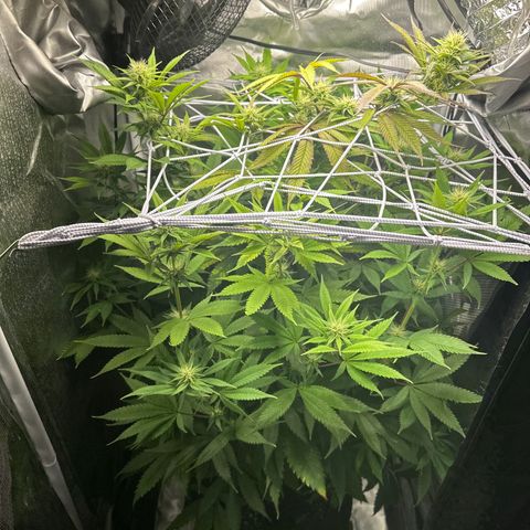 Blue Dream growlog timeline photo