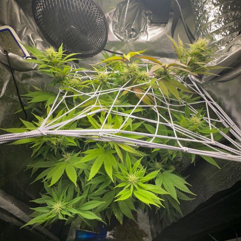 Blue Dream growlog timeline photo