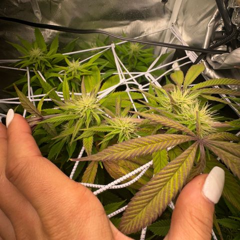 Blue Dream growlog timeline photo