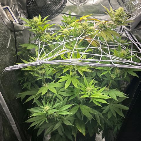 Blue Dream growlog timeline photo