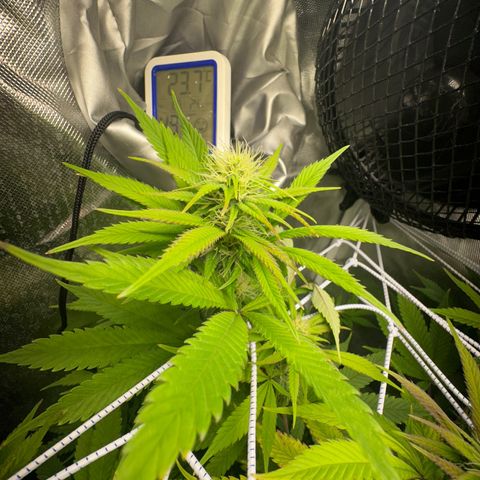 Blue Dream growlog timeline photo