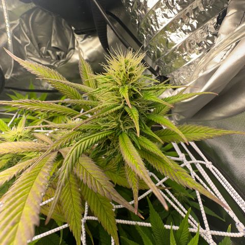 Blue Dream growlog timeline photo