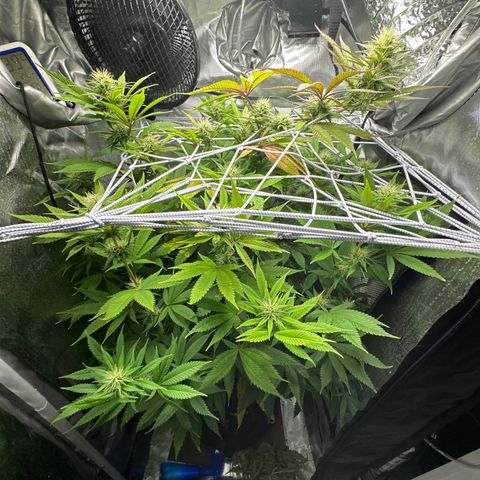 Blue Dream growlog timeline photo