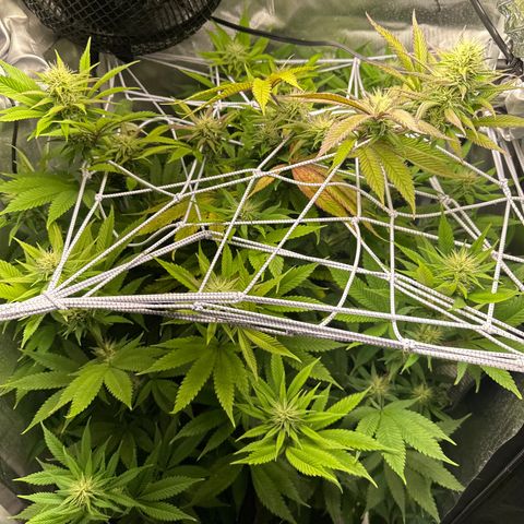 Blue Dream growlog timeline photo