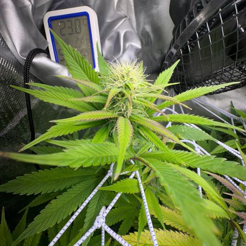 Blue Dream growlog timeline photo