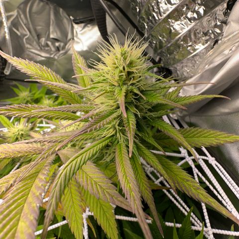 Blue Dream growlog timeline photo