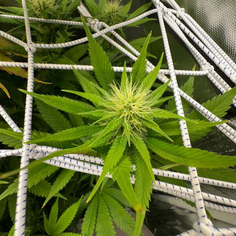 Blue Dream growlog timeline photo