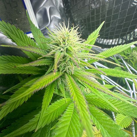 Blue Dream growlog timeline photo