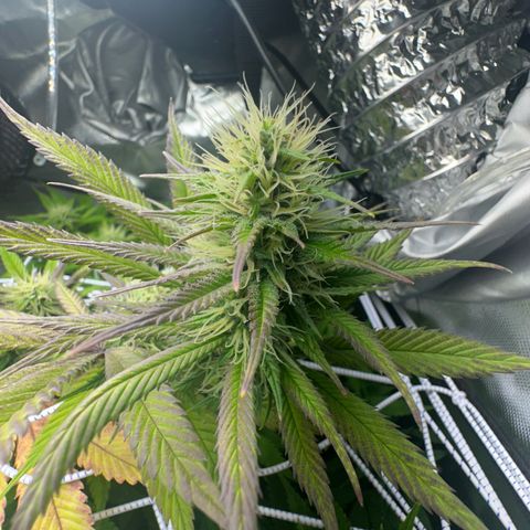 Blue Dream growlog timeline photo