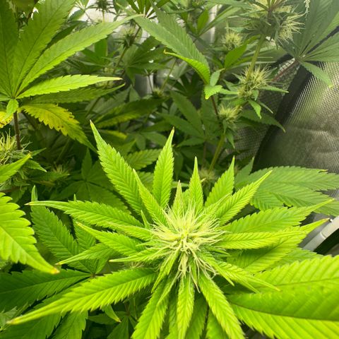 Blue Dream growlog timeline photo