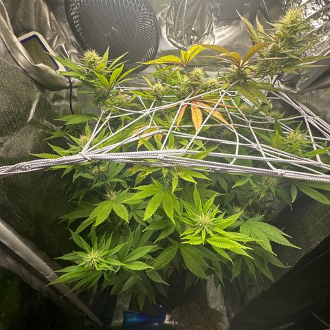 Blue Dream growlog timeline photo