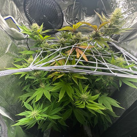 Blue Dream growlog timeline photo