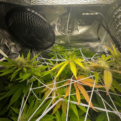 Blue Dream growlog timeline photo