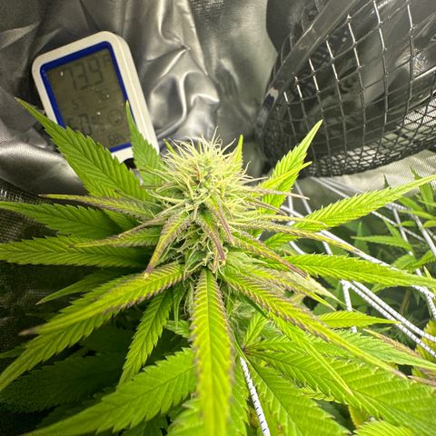 Blue Dream growlog timeline photo