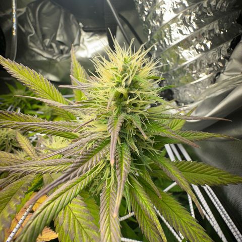 Blue Dream growlog timeline photo
