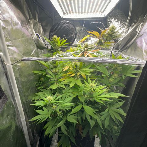 Blue Dream growlog timeline photo