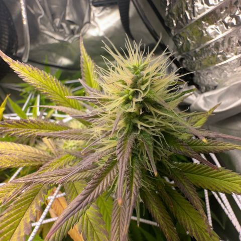 Blue Dream growlog timeline photo