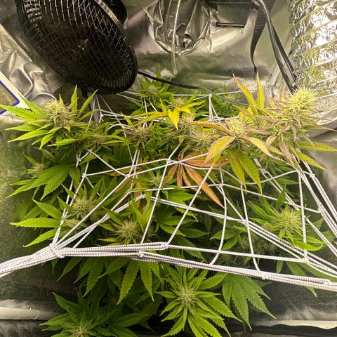 Blue Dream growlog timeline photo