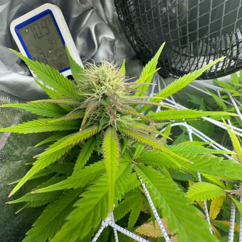 Blue Dream growlog timeline photo