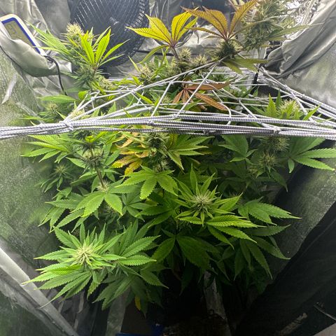 Blue Dream growlog timeline photo