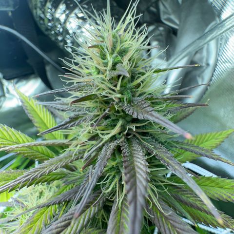 Blue Dream growlog timeline photo