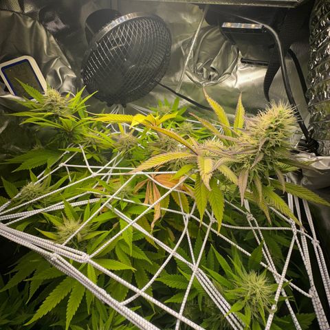 Blue Dream growlog timeline photo