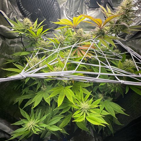 Blue Dream growlog timeline photo