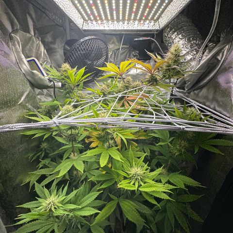 Blue Dream growlog timeline photo