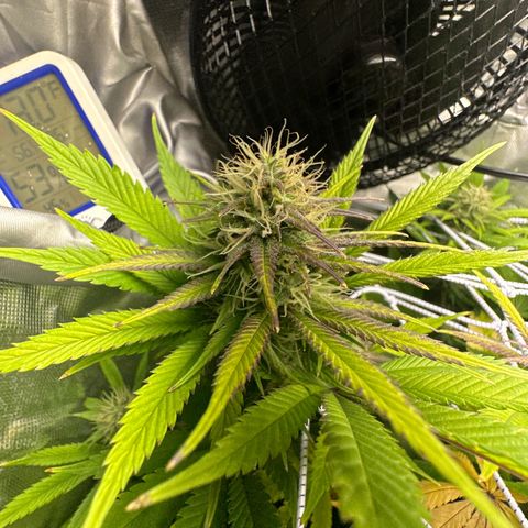 Blue Dream growlog timeline photo