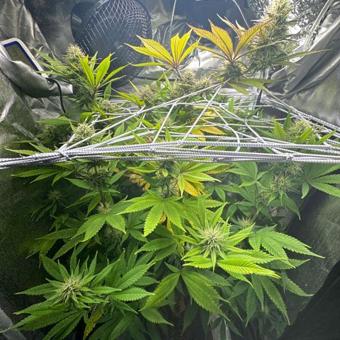 Blue Dream growlog timeline photo
