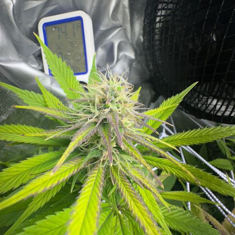 Blue Dream growlog timeline photo
