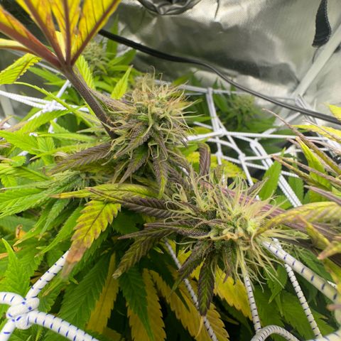 Blue Dream growlog timeline photo