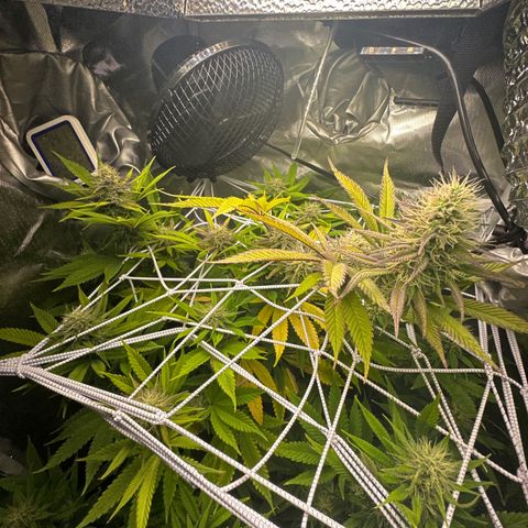 Blue Dream growlog timeline photo