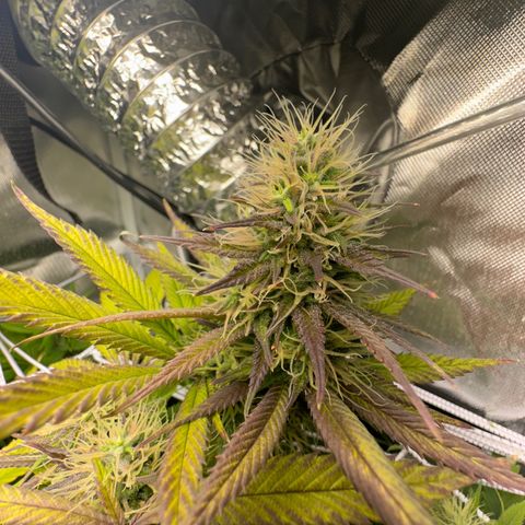 Blue Dream growlog timeline photo