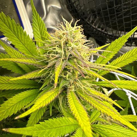 Blue Dream growlog timeline photo