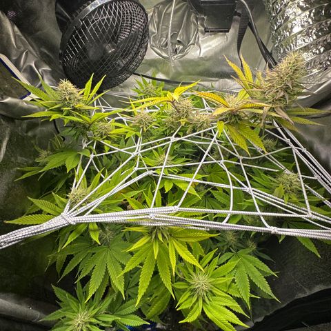 Blue Dream growlog timeline photo