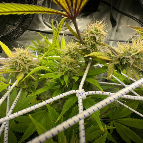Blue Dream growlog timeline photo