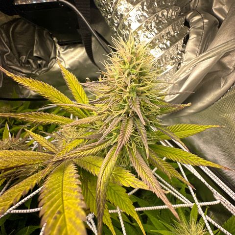 Blue Dream growlog timeline photo
