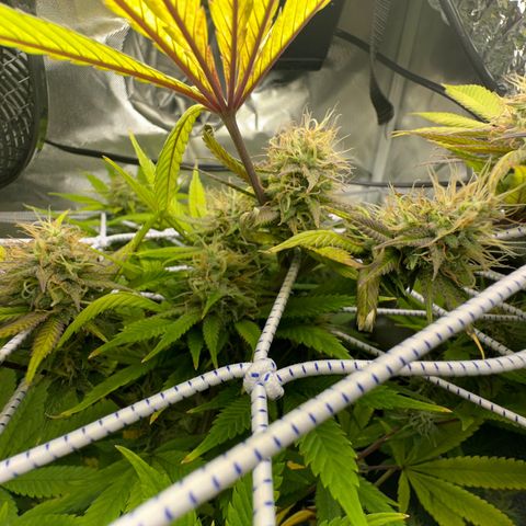 Blue Dream growlog timeline photo