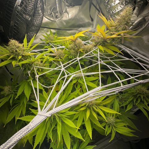 Blue Dream growlog timeline photo