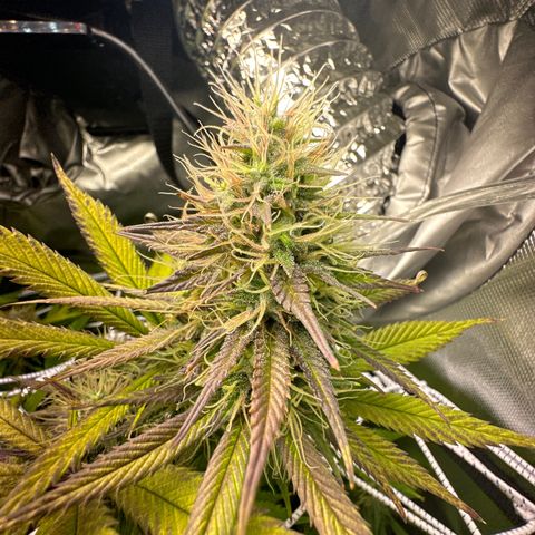 Blue Dream growlog timeline photo