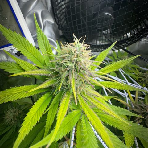 Blue Dream growlog timeline photo