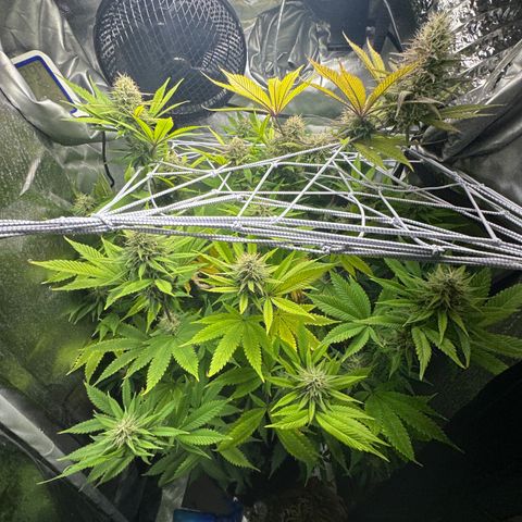 Blue Dream growlog timeline photo