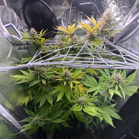Blue Dream growlog timeline photo
